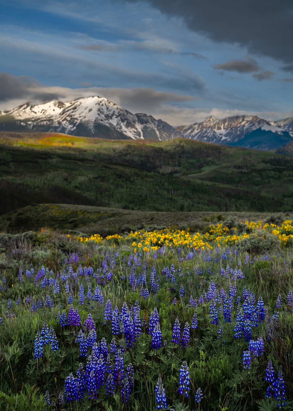 Colorado Wildflowers fine art photography print by Bitter Buffalo Art, Colorado.