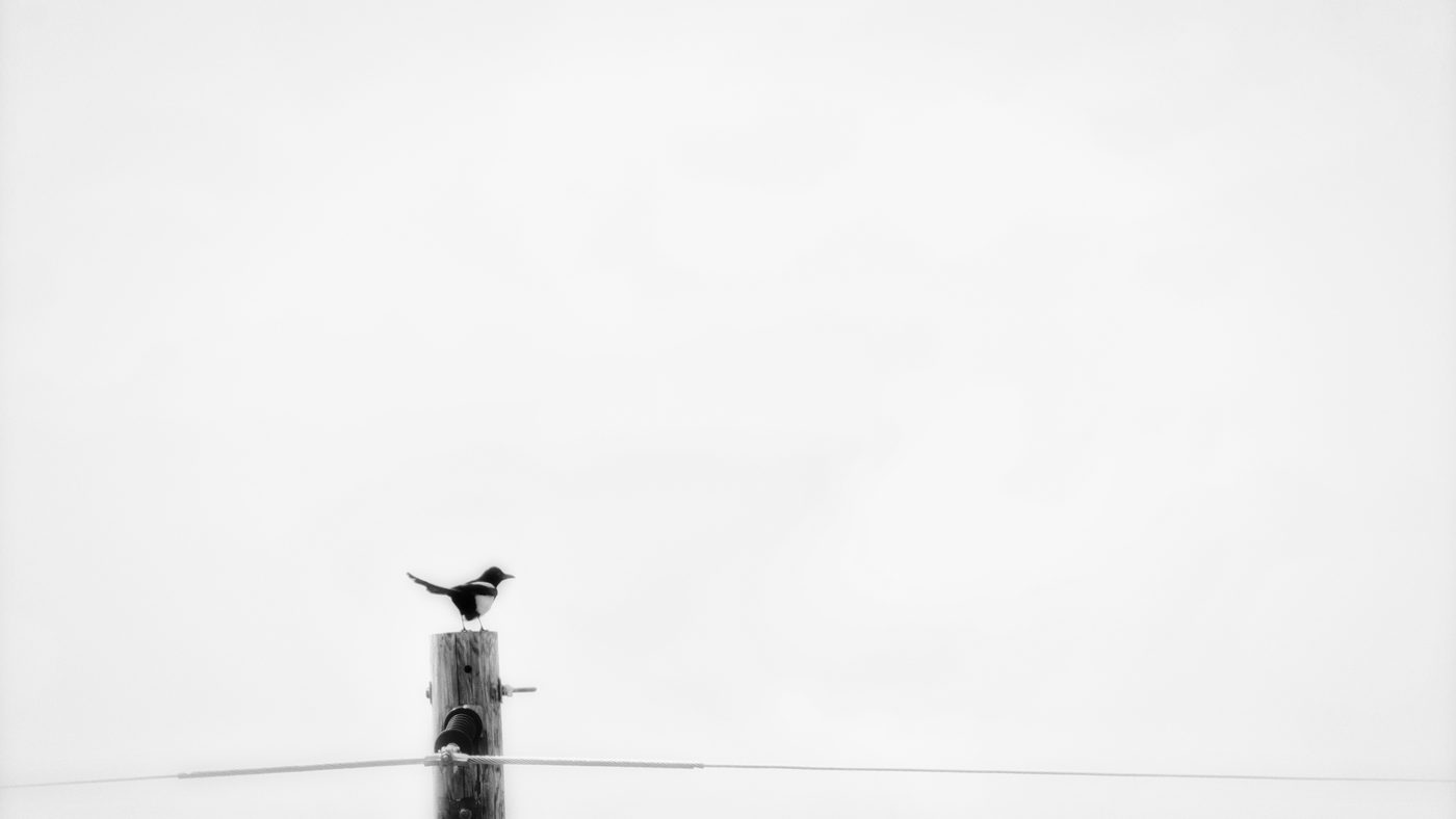 Small Life, Wide Silence