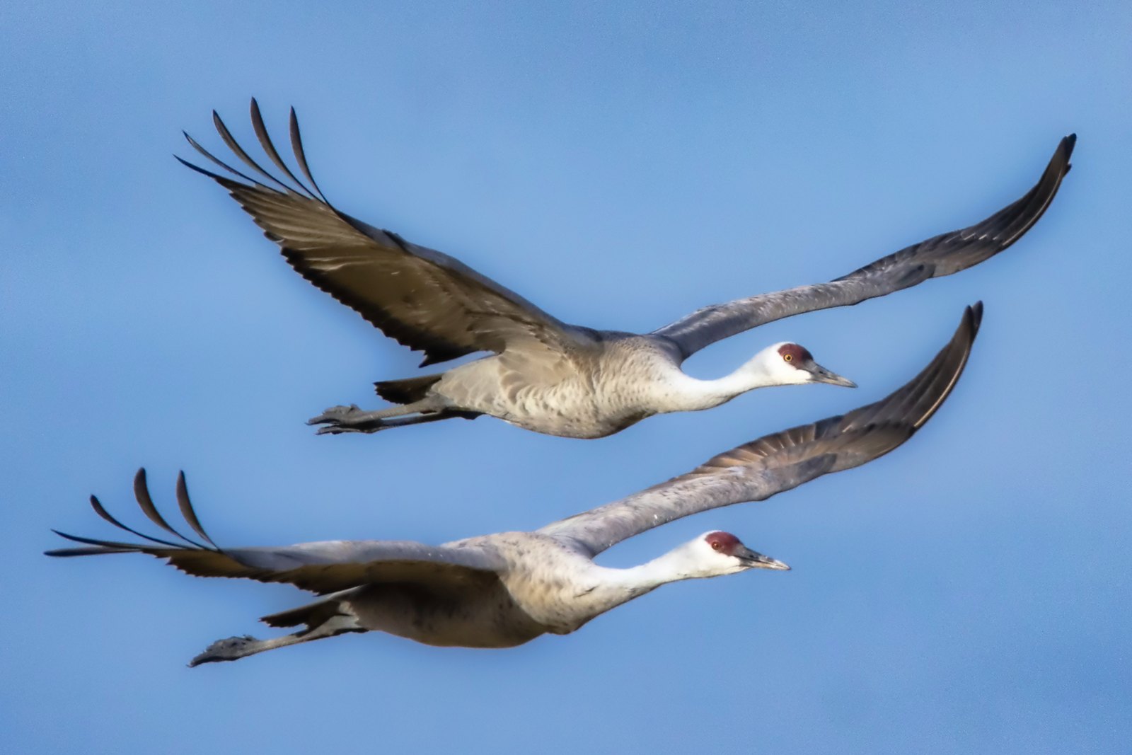 Carried by the Open Sky