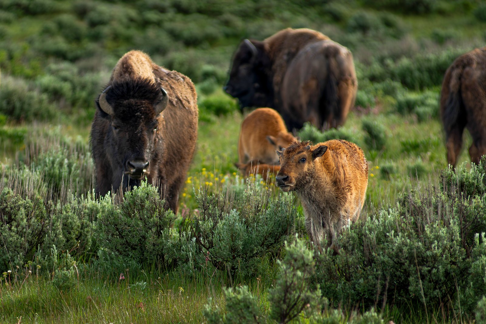Born to Roam