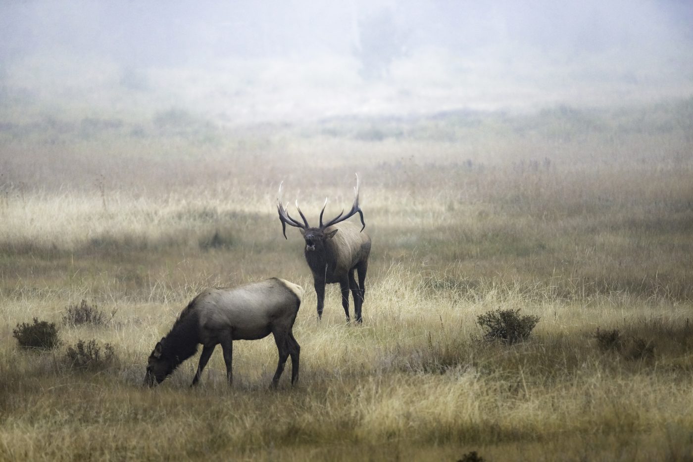 Into the Mist