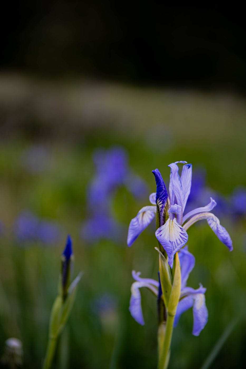 A Small Flame of Violet