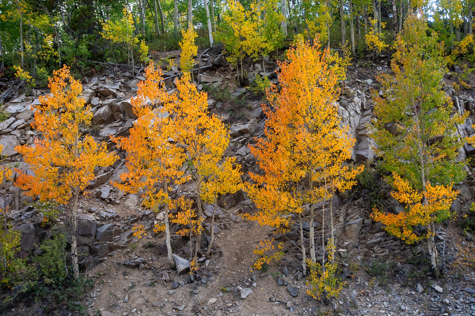 Growing Gold from Stone