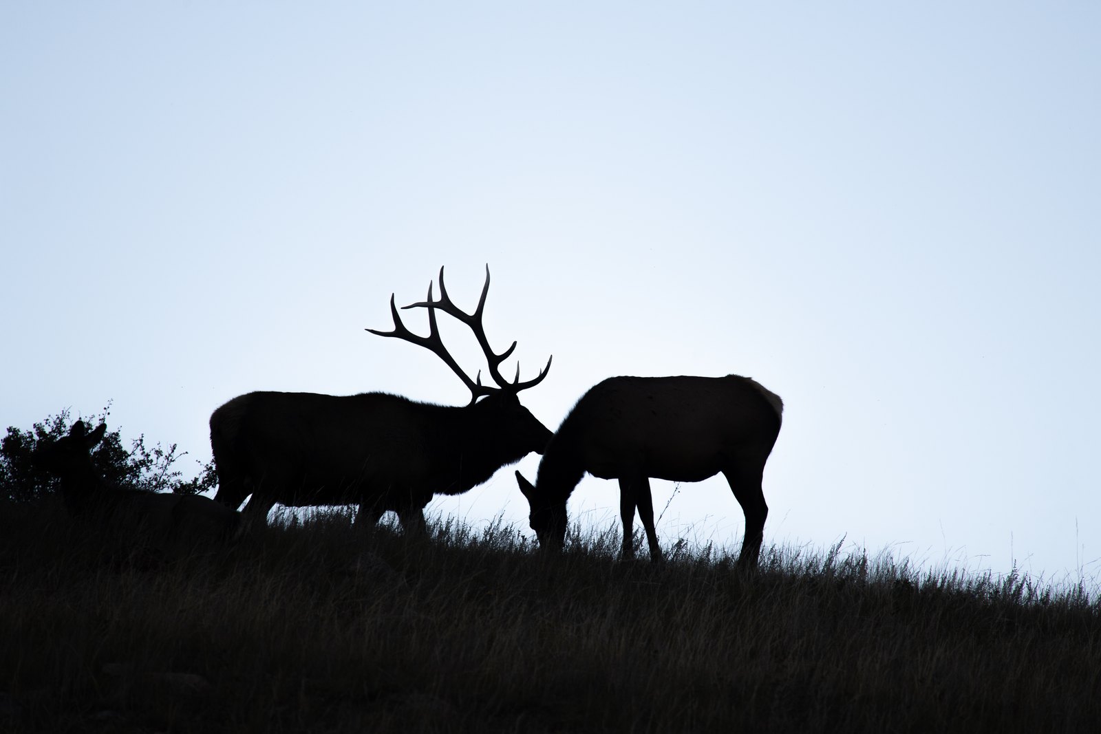 Where Silence Has Antlers