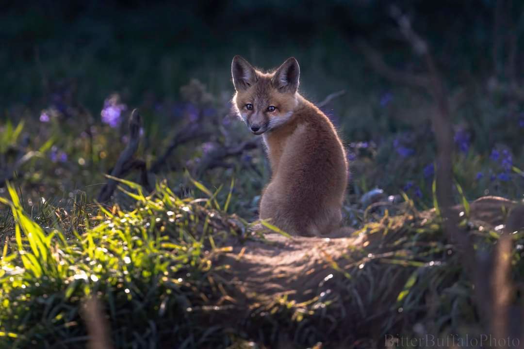 Little Flame in the Meadow