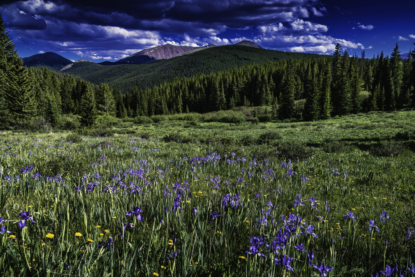 Iris Under a Broken Sky