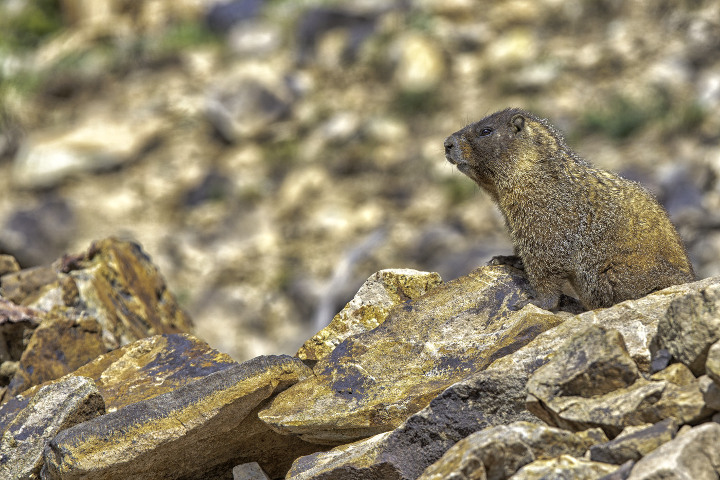 A Watcher on the Warm Rock