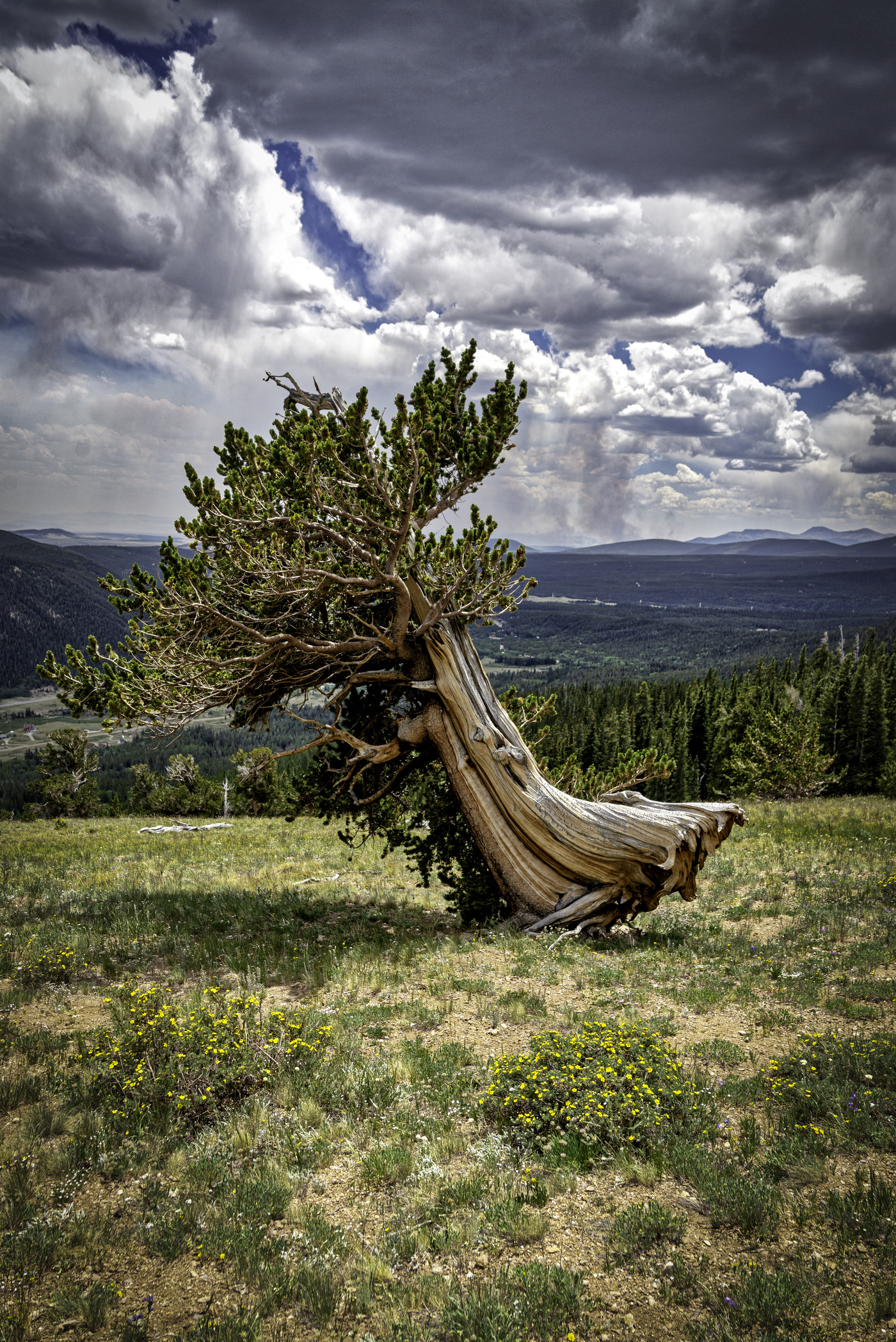 The Tree That Leans Into the Wind