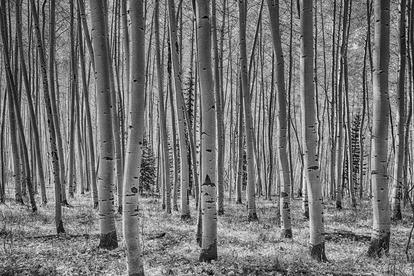 A Stand of Pale Trunks