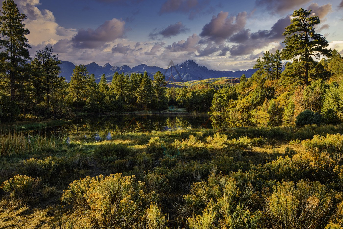 Still Water and Yellow Brush