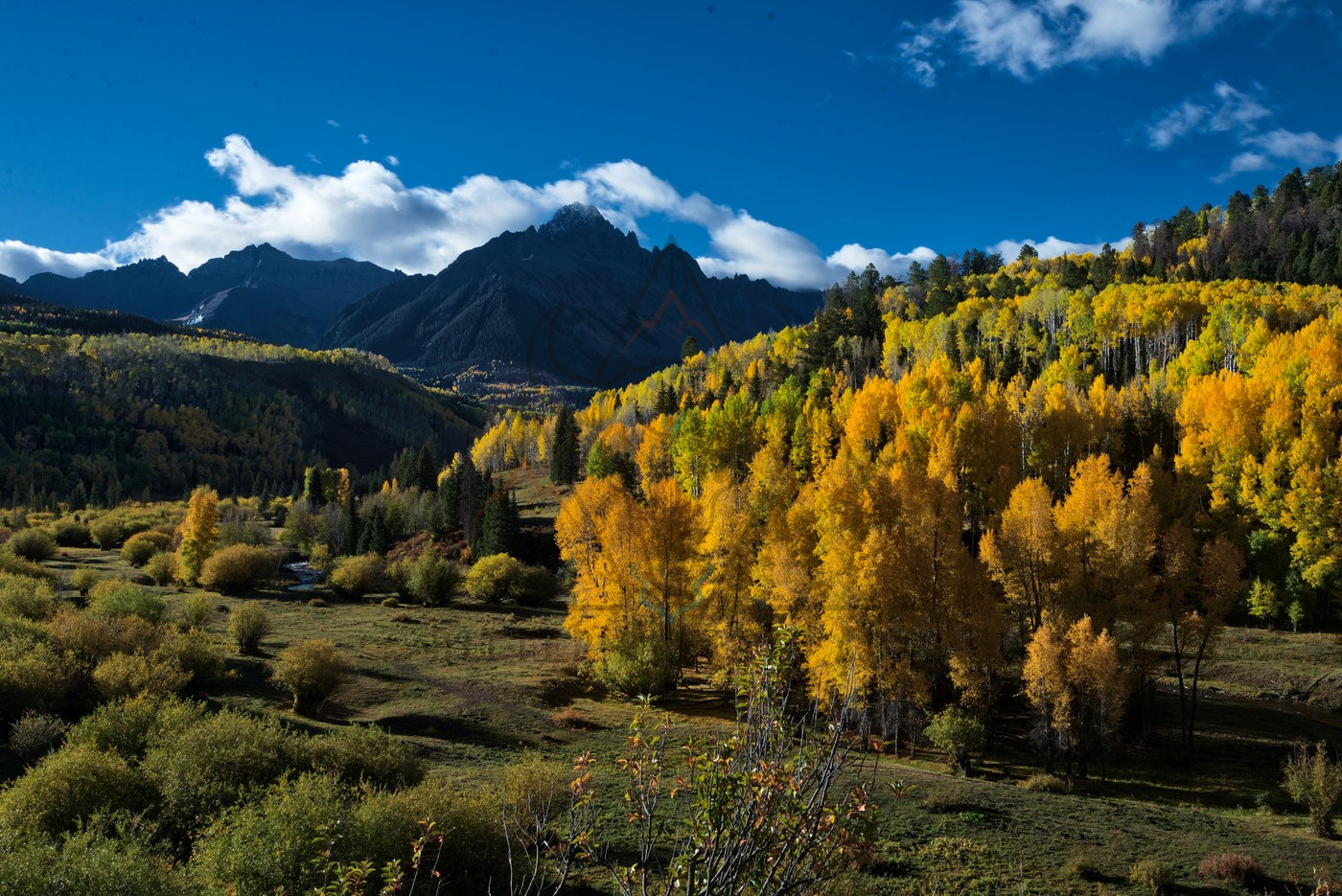 Yellow Trees Beside the Meadow