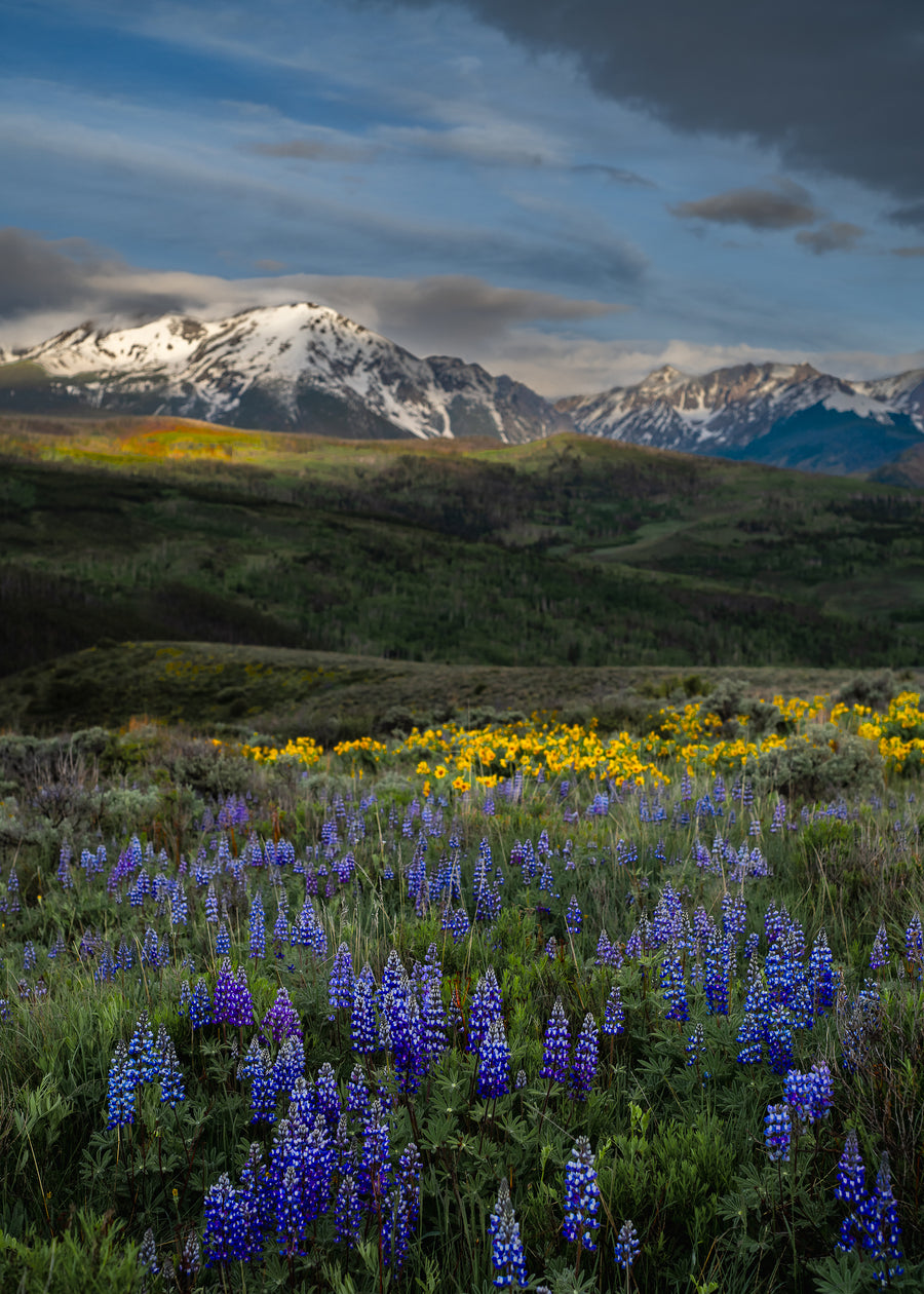 Wildflowers