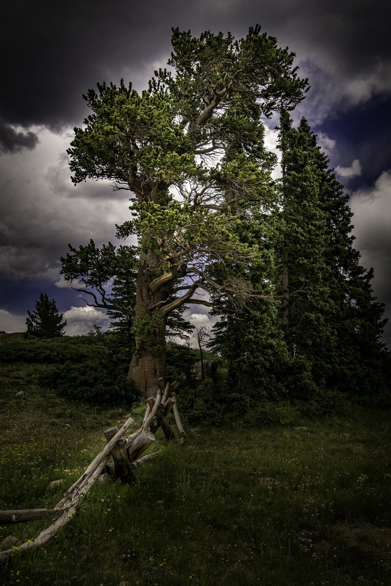 A gnarled evergreen tree stands in a meadow beside a weathered buck-and-rail fence under dark storm clouds, with yellow wildflowers in the grass.