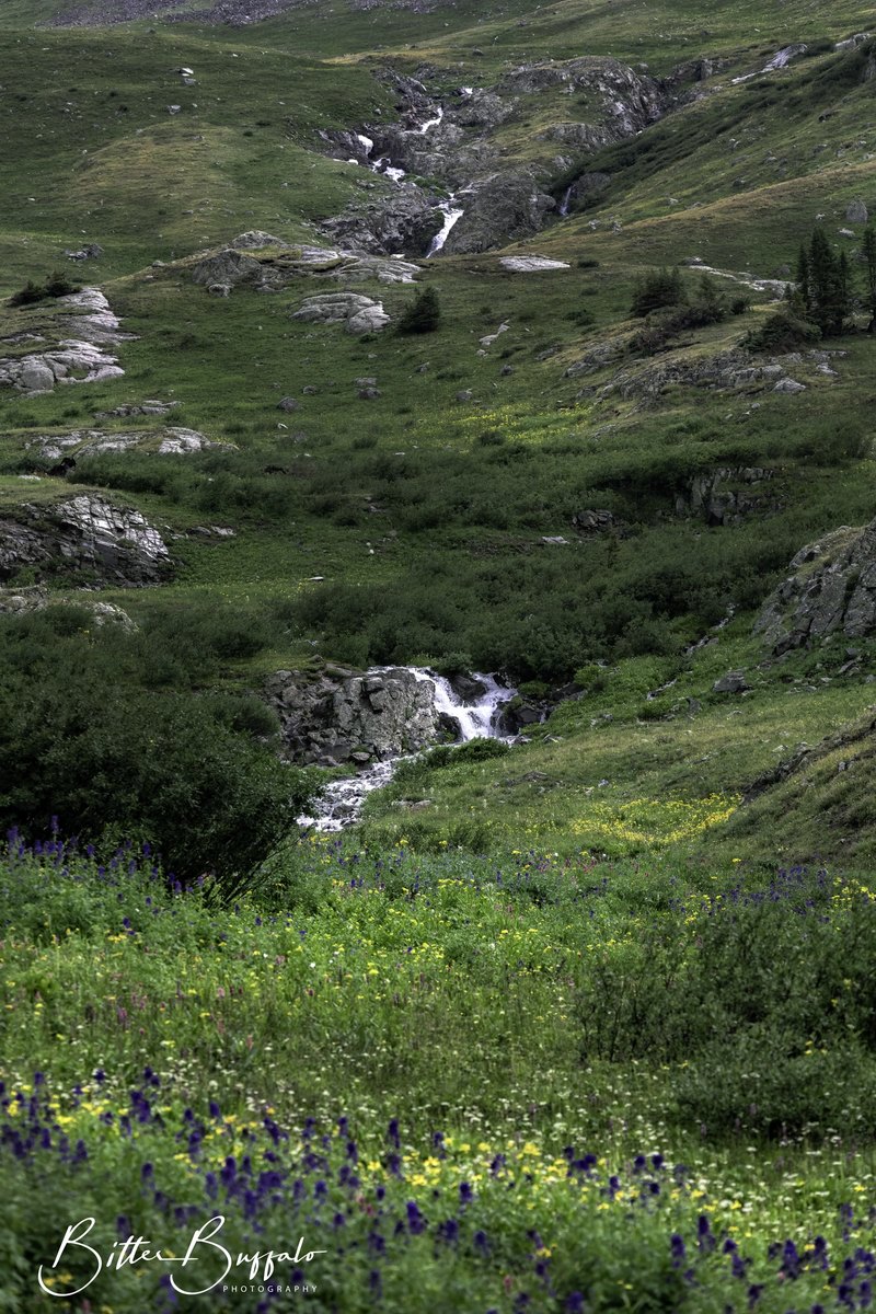 A vertical view of a small white mountain stream running down a green rocky slope into a meadow of purple and yellow wildflowers.