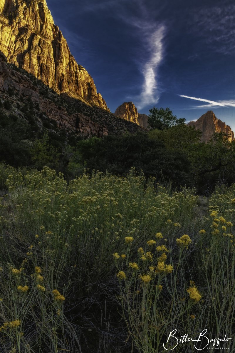 Low sunlight lights a jagged cliff face above dark trees and a foreground of yellow-flowered shrubs against a deep blue sky with a thin cloud.