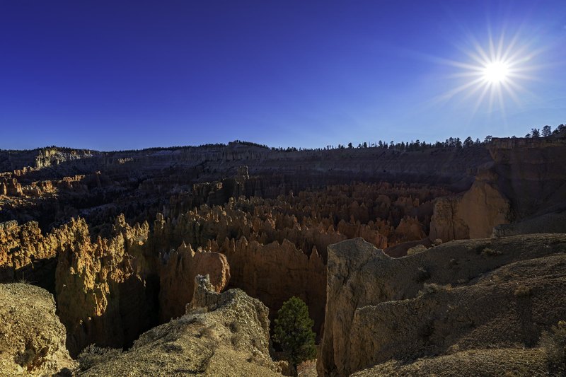 A high view into a basin packed with orange and cream rock spires, with a small pine on the rim, a sunburst in a deep blue sky, and dark shadows in the recesses.