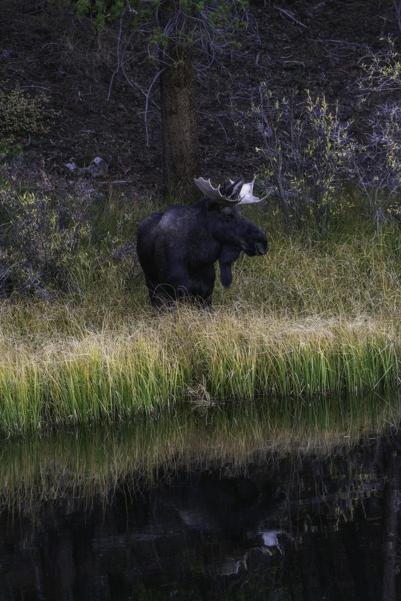 A dark bull moose with broad antlers stands in profile on a grassy bank above still water, with its reflection in the shallows and a dark forest behind.