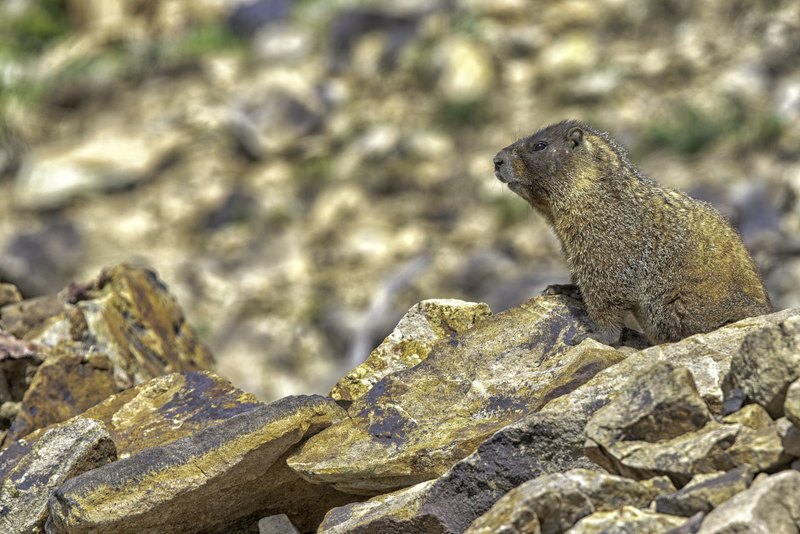 A yellow-bellied marmot sits on a jagged alpine rock, facing left, with a blurred scree slope behind it.