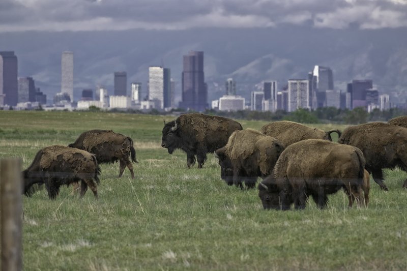 A herd of bison grazes in a green field under heavy clouds, with a distant city skyline and mountain silhouettes on the horizon.