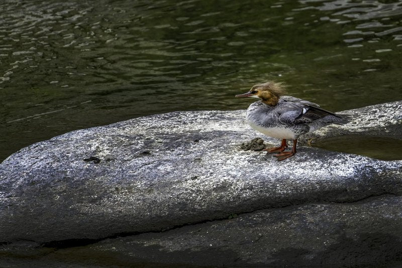 A female merganser with a rusty crested head and orange bill stands on a cracked grey river rock surrounded by dark moving water.