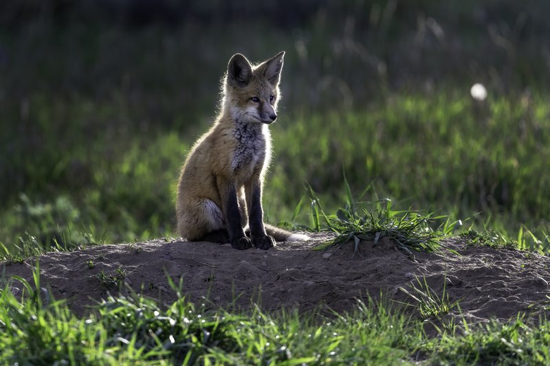 A young red fox sits on a dirt mound in low backlight, with bright rim light on its fur and a soft green meadow behind it.