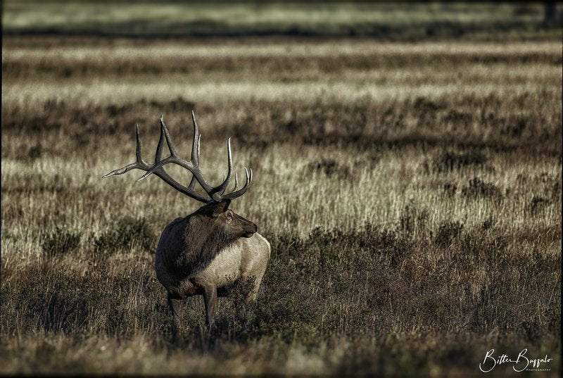 A large bull elk stands in tall dry grass, body facing right and head turned back, with a dark mane and wide antlers.