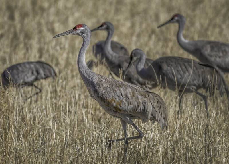 A sandhill crane walks left through dry stubble, with a red forehead patch and other cranes receding out of focus behind it.
