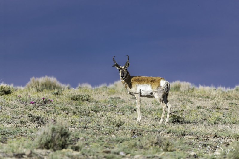 A pronghorn stands in sage and short grass, facing the camera, with magenta wildflowers nearby and a dark blue-purple sky above a low horizon.