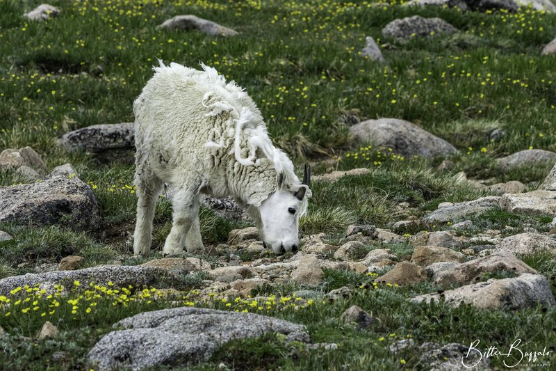 A cream-colored mountain goat grazes in profile among grey rocks, green alpine grass, and small yellow wildflowers.