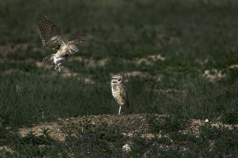 One burrowing owl comes in with wings spread toward a second owl standing on a dirt mound in a dark green field.