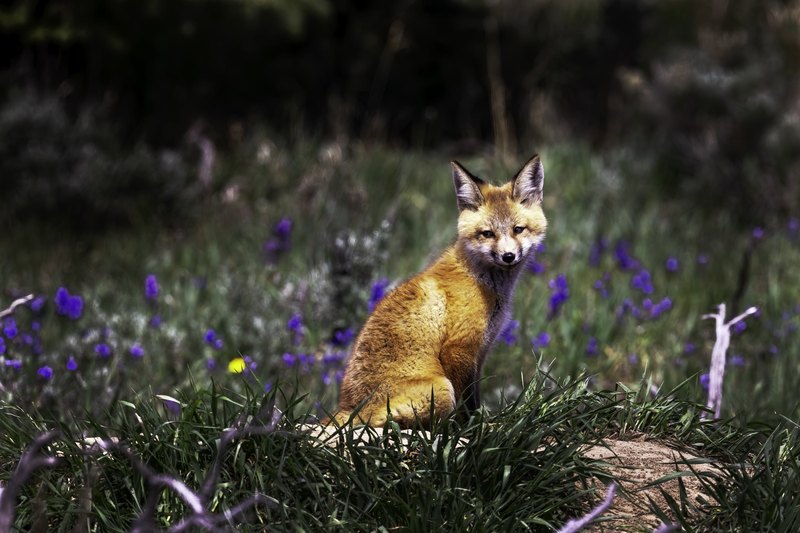 A young red fox sits upright on a dirt mound among green grass and purple wildflowers, looking toward the camera against a dark treeline.