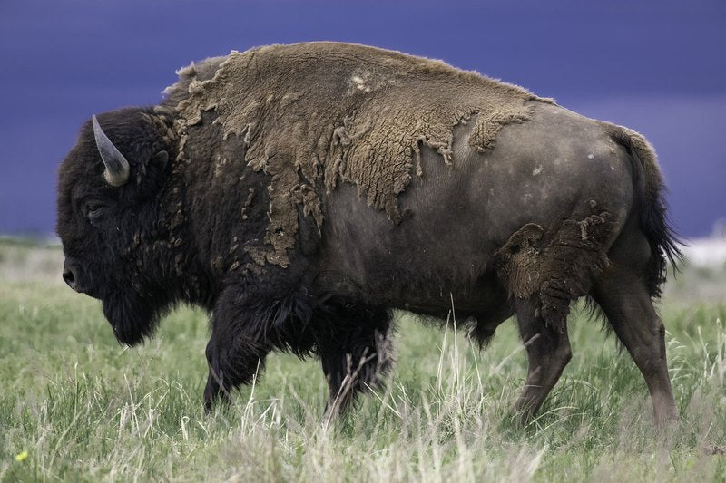 A bison walks left through mixed green and dry grass, with large patches of tan winter fur peeling from a dark body against a deep blue sky.