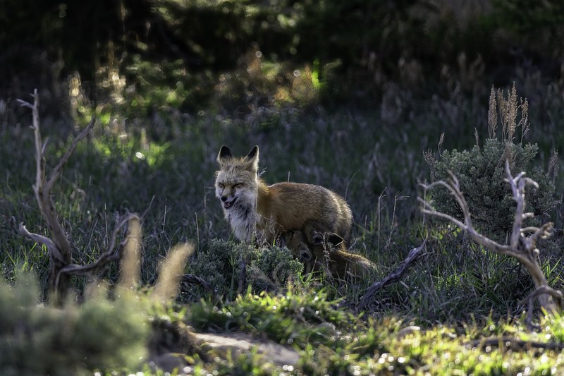 An adult red fox stands over two young kits nestled in grass and sagebrush, looking left in soft low light.