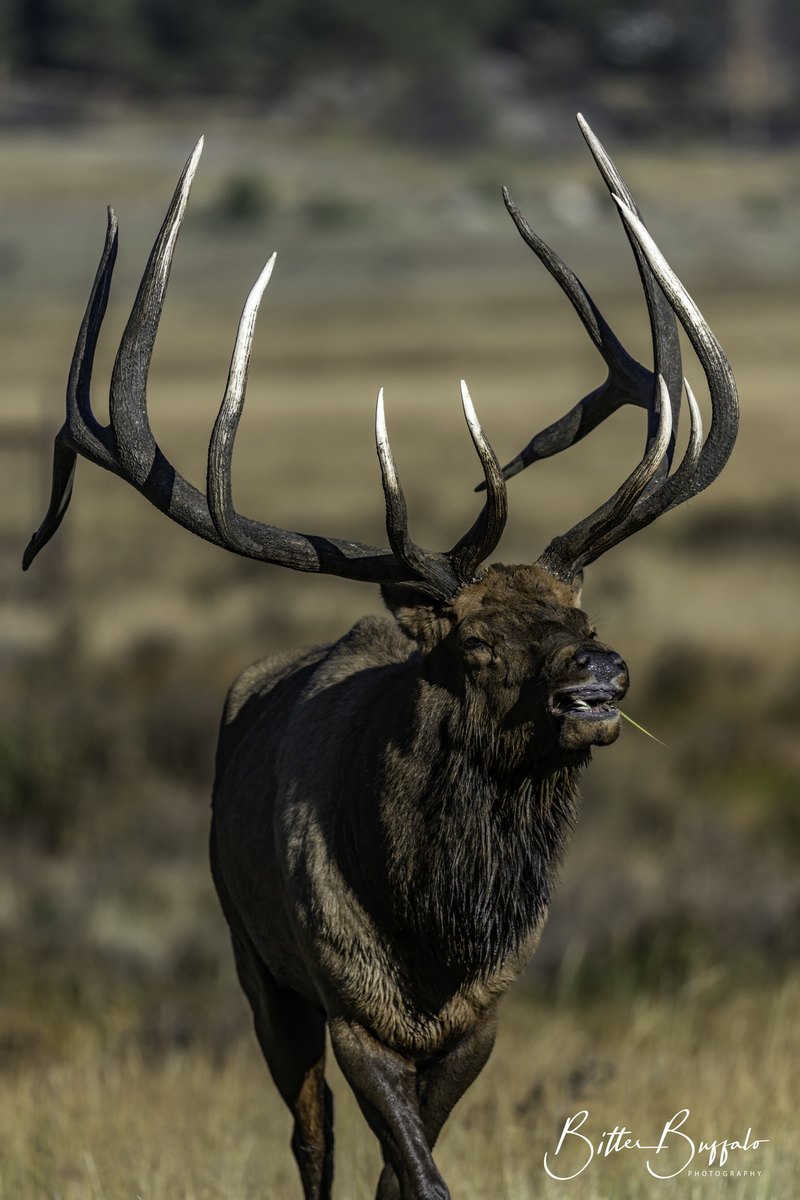 A close portrait of a bull elk facing forward with large antlers, a dark mane, and a blade of dry grass hanging from its mouth.
