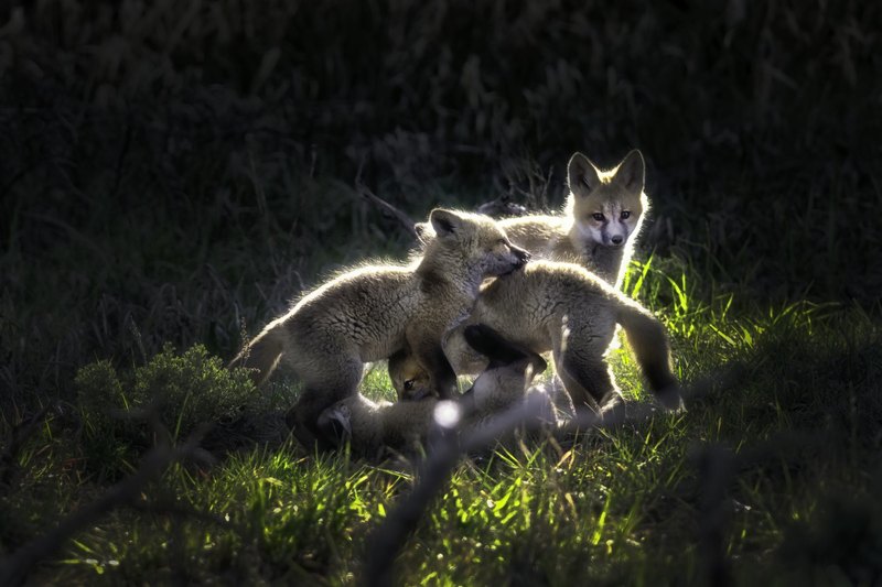 Several young fox kits tumble together in grass, lit by a strong beam from the right against a nearly black background.