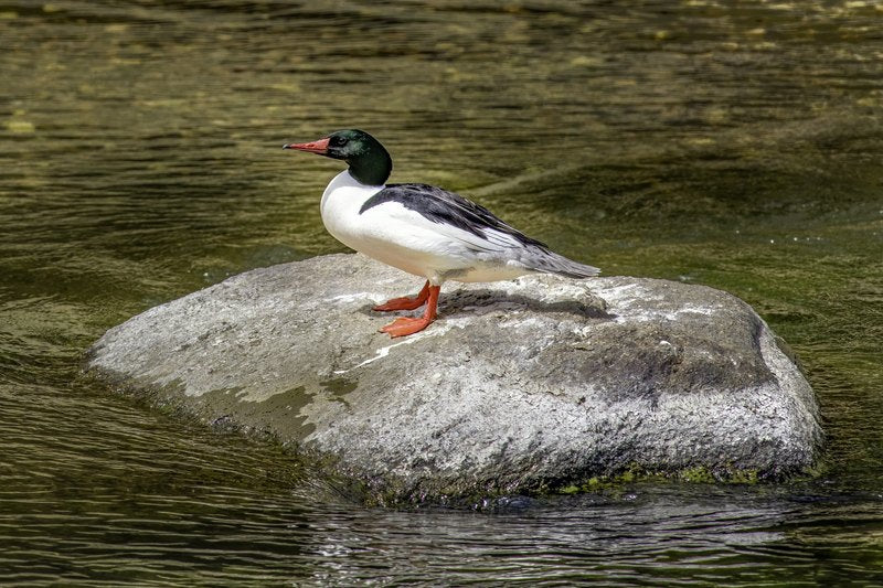 A male merganser with a dark green head, white breast, black back, and red bill stands on a pale boulder in olive river water.