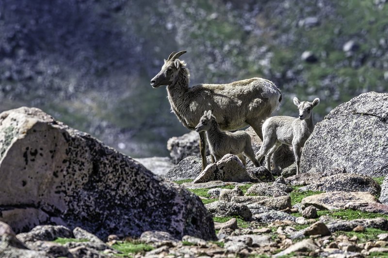 An adult female bighorn sheep stands in profile on a rocky slope with two lambs, one under her and one looking toward the camera.