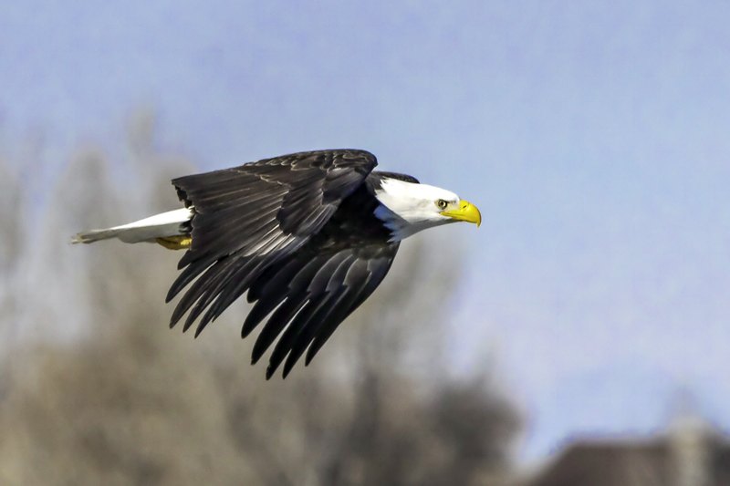A mature bald eagle flies right in profile with a white head, dark body, yellow beak, and blurred winter trees below a pale sky.