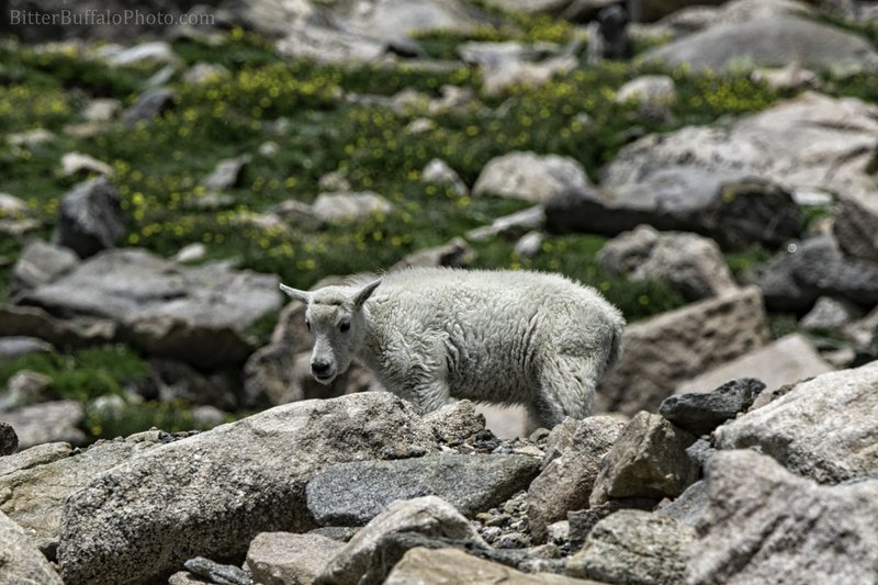 A fluffy white juvenile mountain goat stands in profile on grey alpine rocks, with yellow wildflowers and a blurred slope behind it.
