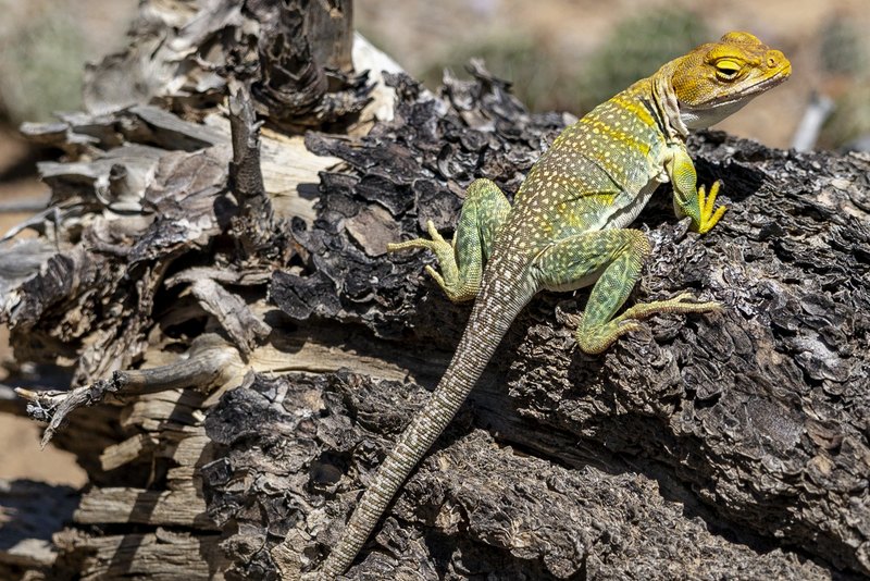 A green and yellow collared lizard with two black neck bands perches on dark cracked wood, facing upper right in bright sun.