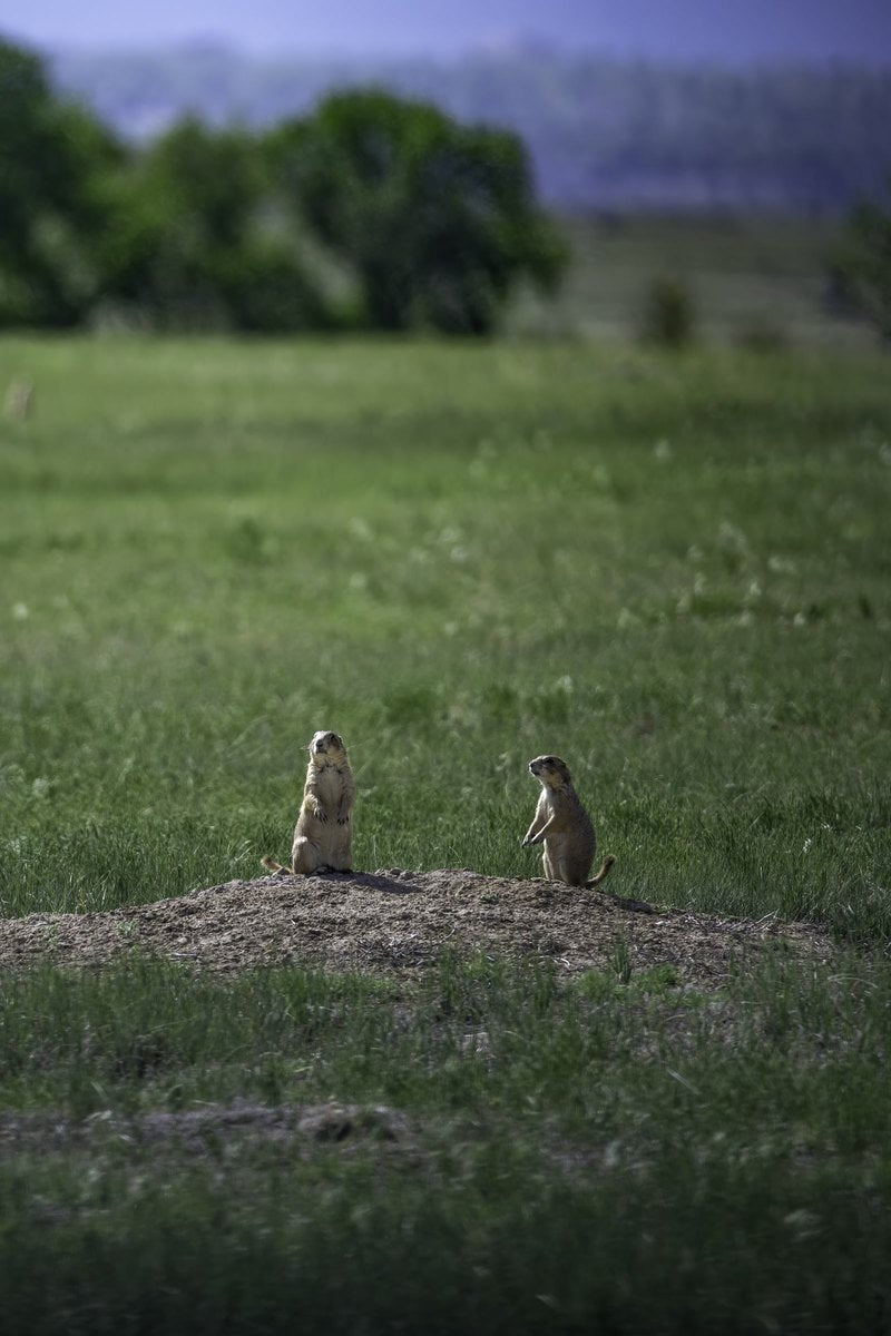 Two prairie dogs stand upright on a sandy mound in a green meadow, with a soft treeline and distant hills behind them.